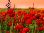 Red poppies in the field