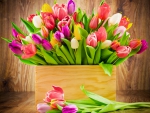 â™¥Tulipsâ™¥