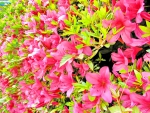 Lovely Azaleas