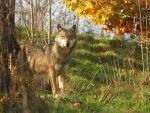 Wolf in the Forest
