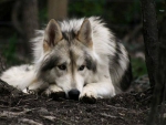 Wolf at rest