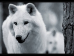 Beautiful framed White Wolves