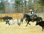 Cowgirl Penning Cattle