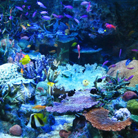 Coral Reef Fish