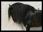 Ebony Andalusian