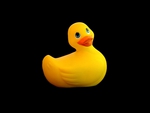 quack-quack