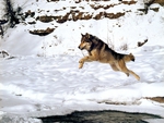 running wolf