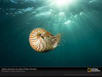 swimming nautilus