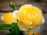Yellow Roses