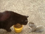 cat and squirrel