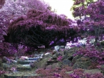 Japanese Spring Garden