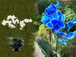blue orchid