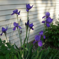 Irises