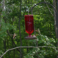 Hummingbirds