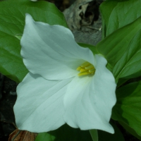 Wild Trillium
