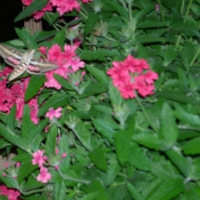 Hummingbird Moth
