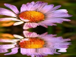 Daisy Reflection