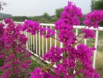 Bougainvillea