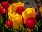 Tulips