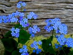 forget-me-not