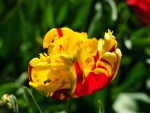 Beautiful Tulips Flower