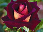 Beautiful Rose