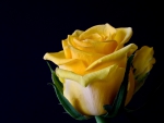 Yellow Rose!