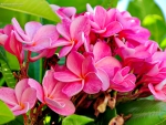 Pink Plumeria in Spring