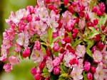 Spring apple blossoms
