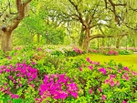 Spring flower garden
