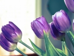 Purple Tulips