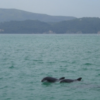 Dolphins