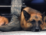 Military dog