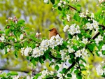 Bird in spring flowers