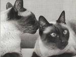 Siamese cats