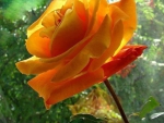 Beautiful Rose