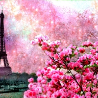 Paris spring in pink