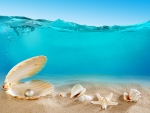 â™¥Seashellsâ™¥
