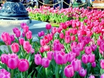 Spring Tulips in Disney Land
