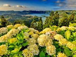 Portugal hydrangeas mountain landscape