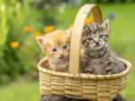 Sweet Kittens