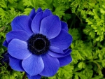 Beautiful Blue Flower