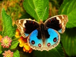 Blue pansy butterfly