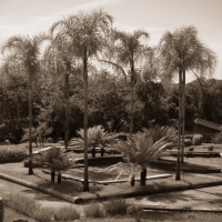Jardim Botânico - Bauru / SP