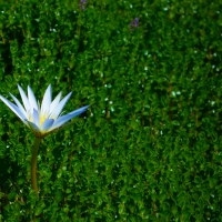 White Flower
