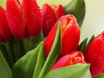 My favorite red Tulips