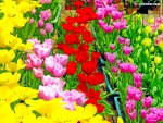 Colorful spring tulips