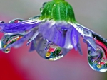 Drops of Spring Splendor
