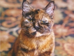 Calico cat