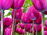 Spring Tulips in Closeup